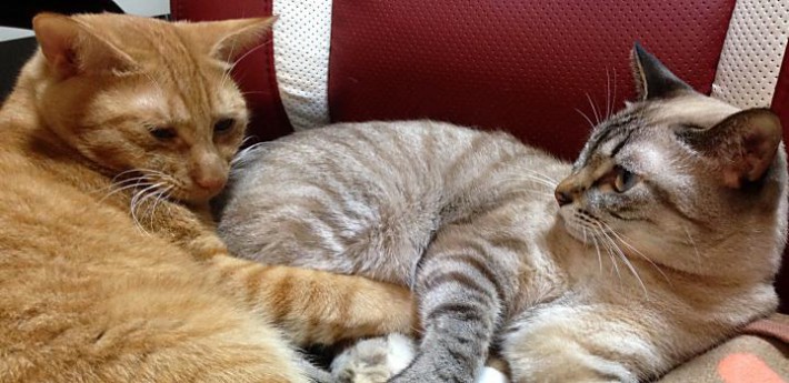 飼い猫「たまお」と捨て猫「とらお」が家族になるまで|2匹の猫の絆