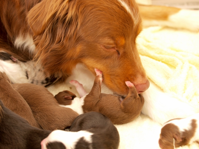 「犬のお産は軽い」という話は誤解です!犬の出産だって命がけ