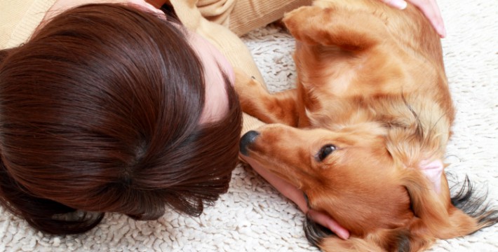犬の生理の症状や期間って?対処方法と出血する病気との見分け方