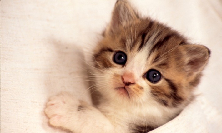 猫が病院で暴れないようにするには?子猫から気をつけること【年齢別】