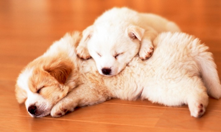1歳になるまでの子犬は感染症に注意!年齢別正しいケアの方法