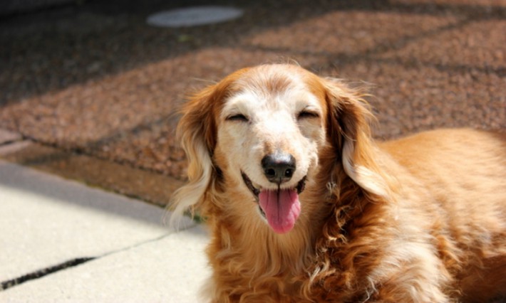 老犬(高齢犬)のケアの基本。健康診断でかかりやすい病気をチェック