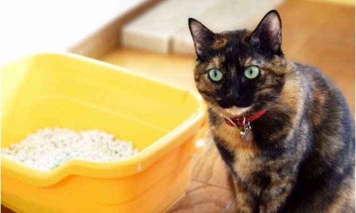 猫の臭いがする部屋を徹底消臭!正しいトイレのしつけ方と対策