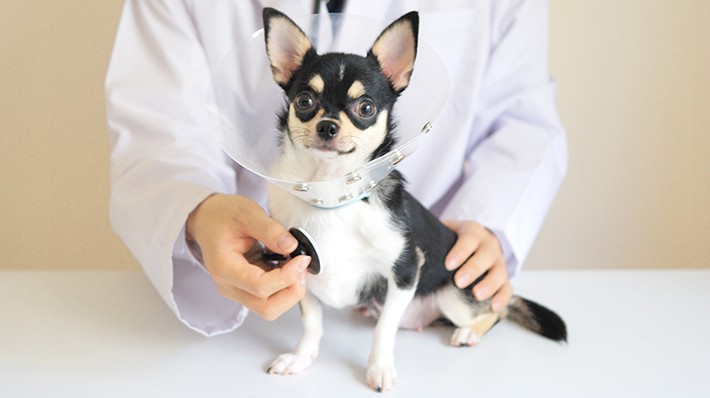 犬がかかりやすい病気は犬種・年齢でちがう?ランキングから分析!