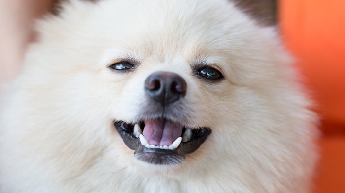 犬も歯周病にかかる!主な症状・治療法と上手に歯磨きをするコツ