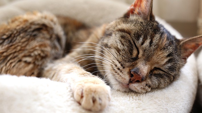 猫の夏バテにはどんな症状があるの?獣医さんがすすめる予防と対処法