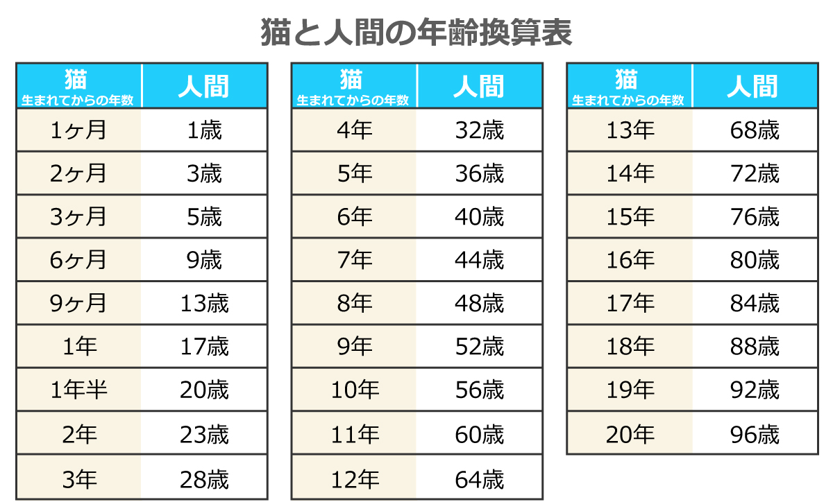 猫の1歳は人間にとっての何歳に当たるのでしょうか?