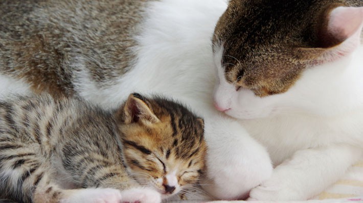 猫の平均寿命は何歳?野良と室内猫の違いや人間での年齢換算を紹介