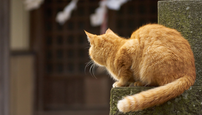 猫のしっぽはこんなにすごい!?猫を支える2つの役割