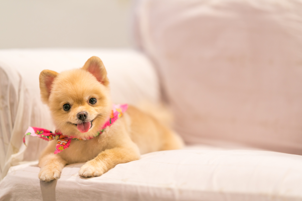 首輪を嫌がらないように、子犬からしつけましょう!