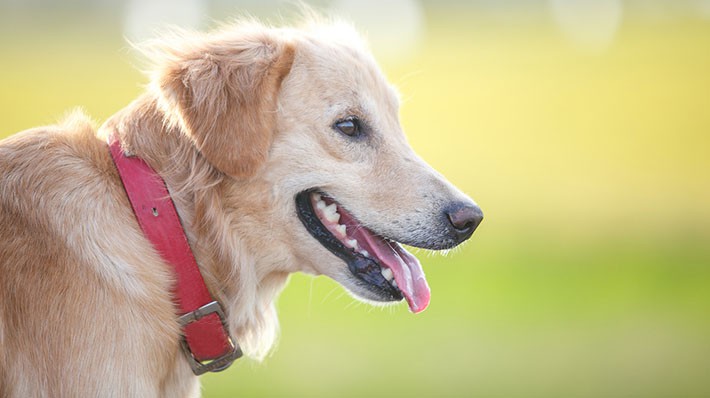 犬の首輪の正しい選び方は?愛犬とより良く暮らすために。