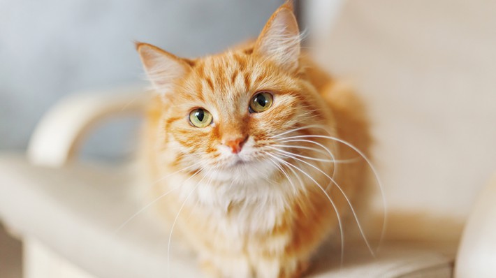 猫のヒゲの秘密 お財布に入れて金運UP?!