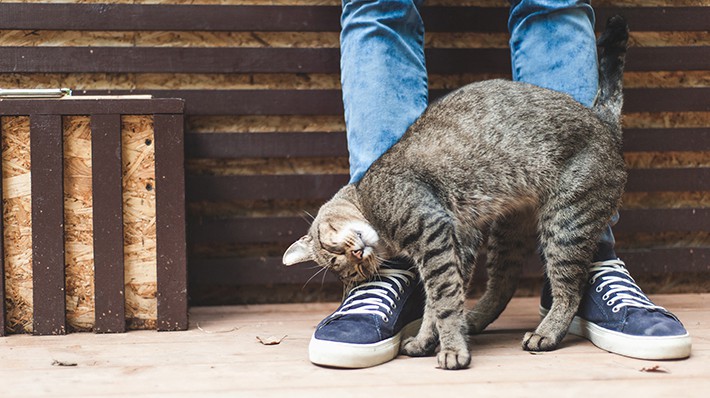 猫の気持ちを読み取ろう!猫が顔や身体を「すりすり」する理由とは